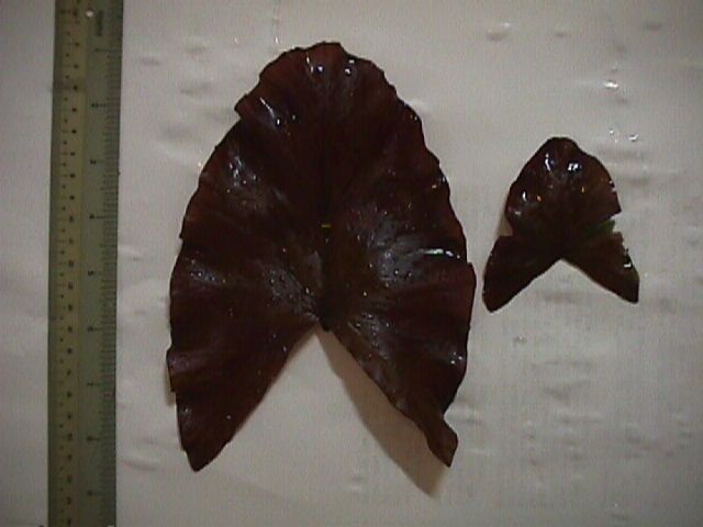 Effect of plant stick on Red Tiger Lotus