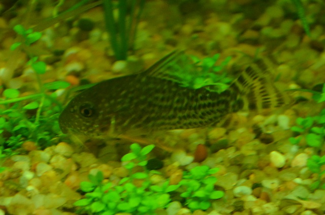 Corydora Species