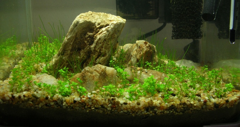 2 liter Nano Tank Update 140506