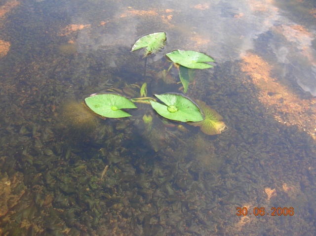 Lotus grow in carpet form