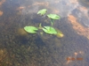 Lotus grow in carpet form