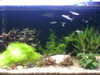 fish and aquascaping