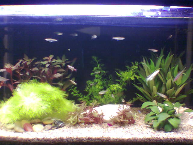 fish and aquascaping