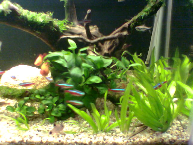 cny rescape 2007 !