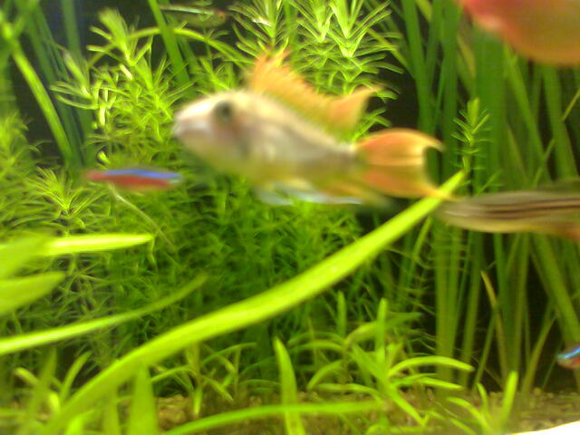 handsome caca