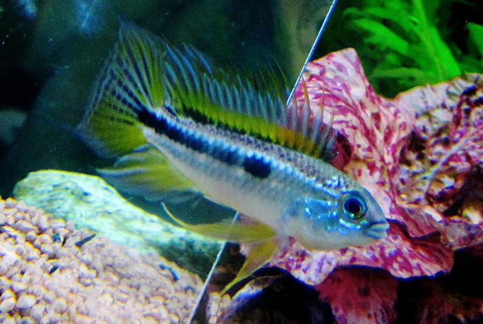 Apistogramma Bitaeniata