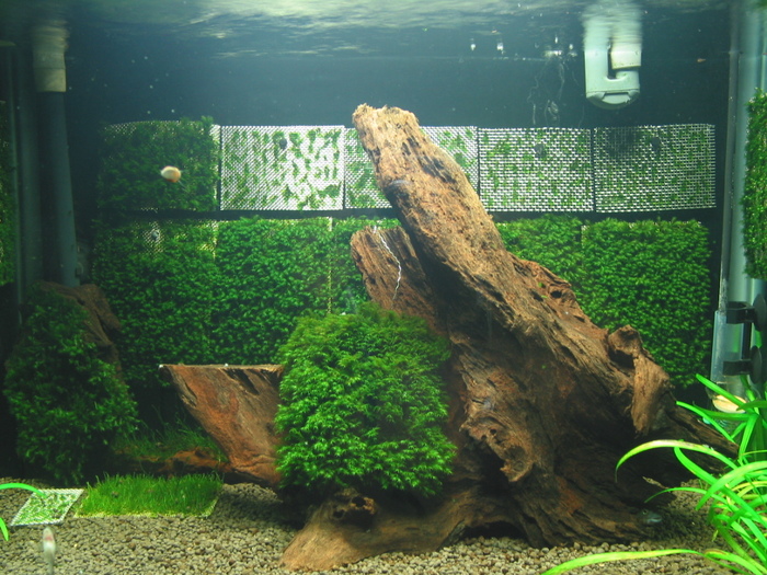 Past Fissidens tank - Memories