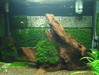 Past Fissidens tank - Memories