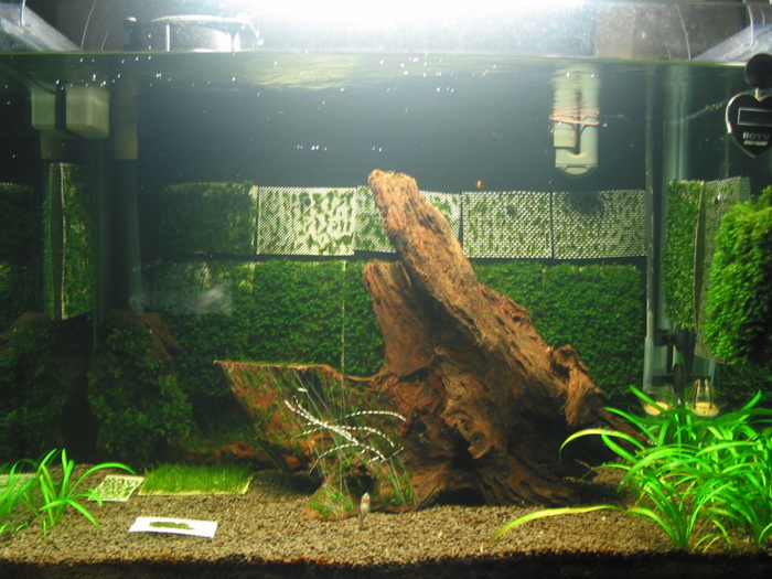 Past Fissidens tank - Memories