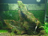 Past Fissidens tank - Memories