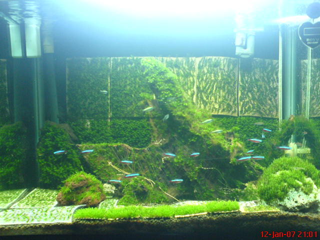 Past Fissidens tank - Memories