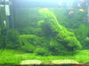 Past Fissidens tank - Memories