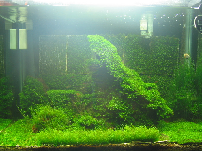 Past Fissidens tank - Memories