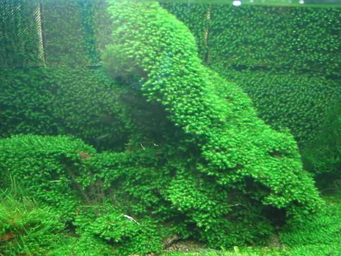 Past Fissidens tank - Memories