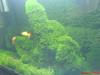 Past Fissidens tank - Memories