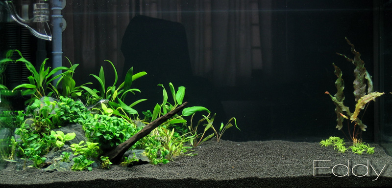 3 ft anubias planted setup