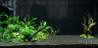 3 ft anubias planted setup