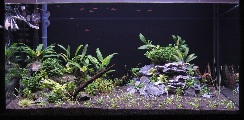 3 ft anubias tank