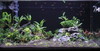 Anubias Tank