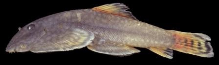 Gastromyzon katibasensis