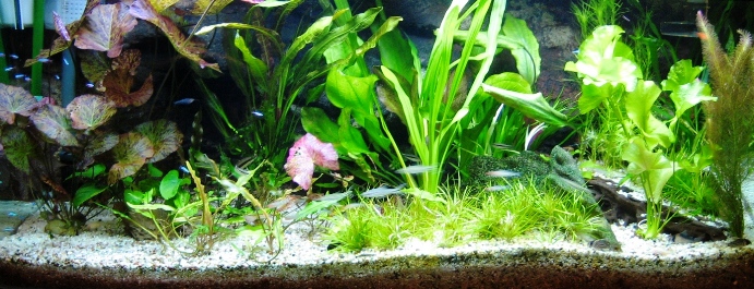 My 4 ft tank