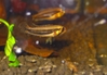 Apistogramma diplotaenia