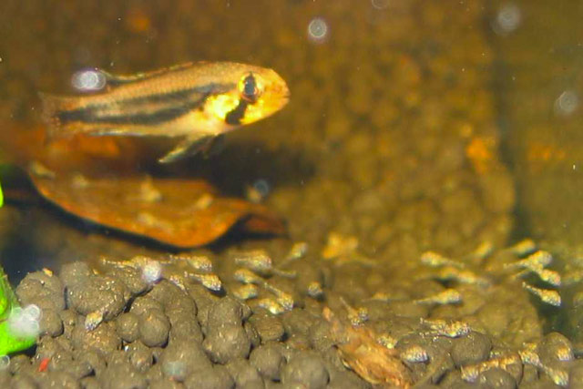 Apistogramma diplotaenia