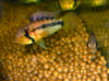 Apistogramma atahualpa (Sunset)