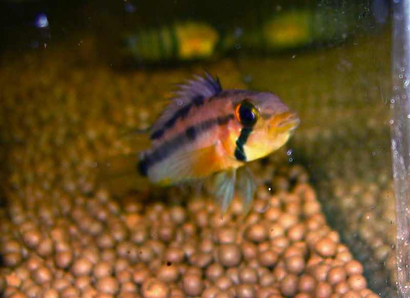 Apistogramma atahualpa (Sunset)