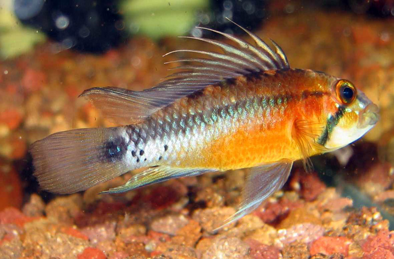 Apistogramma atahualpa "Sunset"