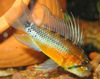 Apistogramma atahualpa "Sunset"