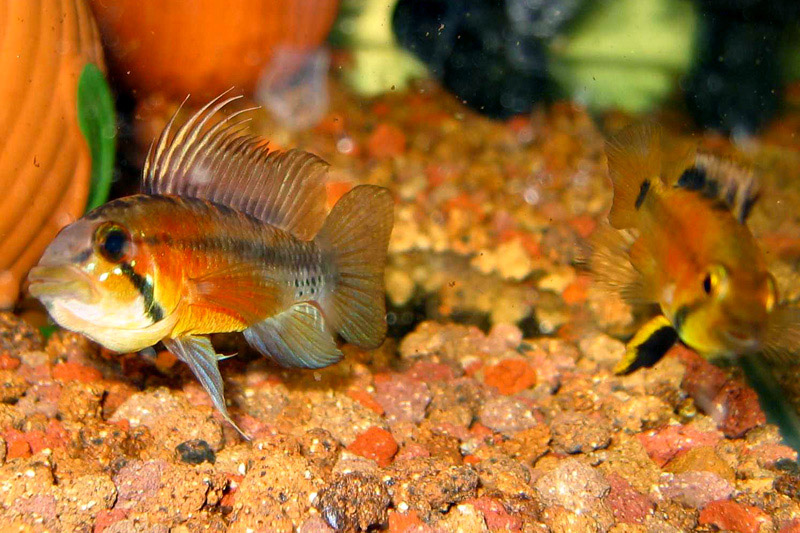 Apistogramma atahualpa "Sunset"