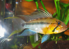 Apistogramma sp. 'Sunpin'/Apistogramma huascar