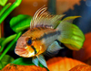 Apistogramma sp. 'Sunpin'/Apistogramma huascar