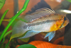 Apistogramma sp. 'Sunpin'/Apistogramma huascar