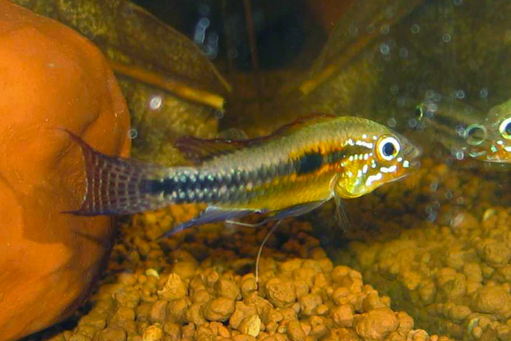 Apistogramma paucisquamis