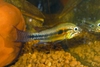 Apistogramma paucisquamis