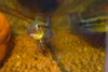 Apistogramma paucisquamis