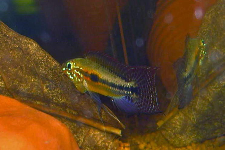 Apistogramma paucisquamis