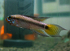 Apistogramma sp. "Putzer"