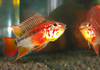 Apistogramma viejita II - Super Red from Germany