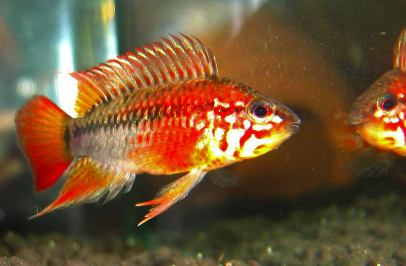 Apistogramma viejita II - Super Red from Germany
