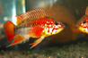 Apistogramma viejita II - Super Red from Germany