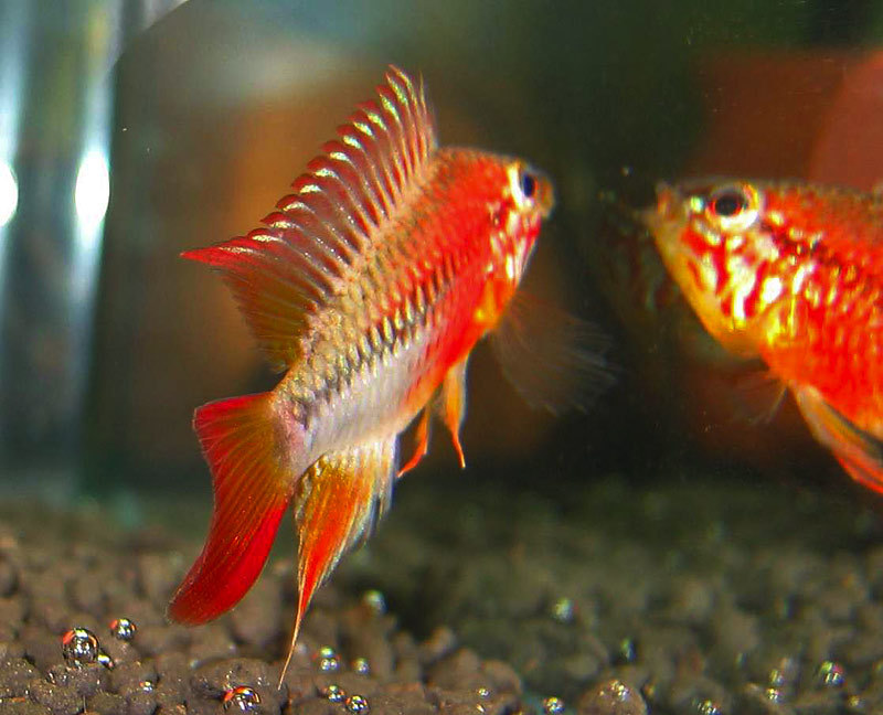 Apistogramma viejita II - Super Red from Germany