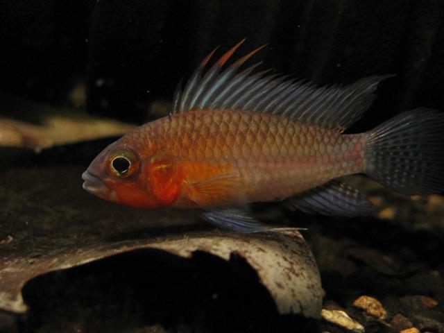 Apistogramma sp.