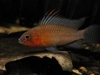 Apistogramma sp.