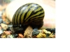 Tiger Nerite