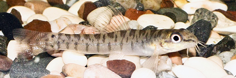 Unknown Loach