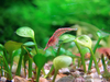 Cherry Shrimp