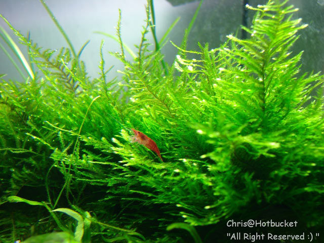 Cherry Shrimp